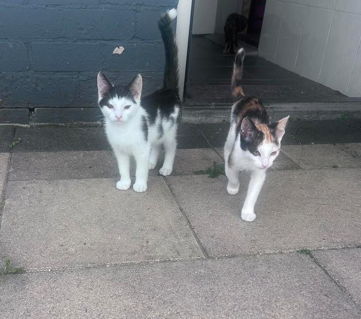 5 lieve kittens, Dieren en Toebehoren, Katten en Kittens | Overige Katten, Meerdere dieren