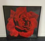 Prachtig schilderij: Rode Roos, Ophalen