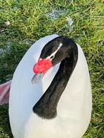 Zwarthals zwanen, Dieren en Toebehoren, Pluimvee, Meerdere dieren, Gans of Zwaan