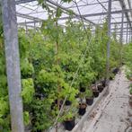 Amberbomen | Liquidambar styraciflua, Ophalen, Volle zon, Overige soorten