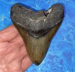 Megalodon haaientand fossiel 10.7 centimeter, Verzamelen, Mineralen en Fossielen, Ophalen of Verzenden, Fossiel