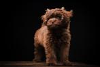 Dekreu Toypoedel/Maltipoo * NIET TE KOOP *, Dieren en Toebehoren, Honden | Dekreuen, Rabiës (hondsdolheid), Reu, 1 tot 2 jaar