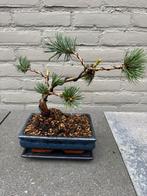 Pinus Parviflora Bonsai, Bloeit niet, Overige soorten, Minder dan 100 cm, Ophalen