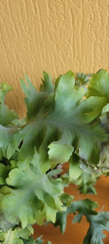 Phlebodium aureum 'Blue Star' - Blauwvaren, Zinkvaren   beschikbaar voor biedingen