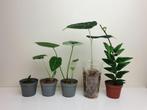 Set populaire baby kamerplantjes, hoya, alocasia, Overige soorten, In pot, Minder dan 100 cm, Groene kamerplant