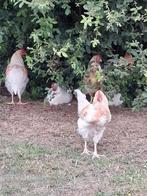 Mooie jonge hanen (orpington x leghorn), Mannelijk, Kip