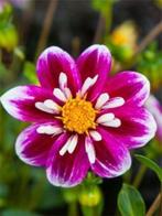 Biologisch gekweekte Dahlia's, Volle zon, Vaste plant, Zomer, Ophalen
