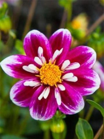Biologisch gekweekte Dahlia's beschikbaar voor biedingen