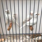 Kanaries in div kleuren ook glosters zie foto’s, Dieren en Toebehoren, Vogels | Kanaries, Meerdere dieren, Kleurkanarie