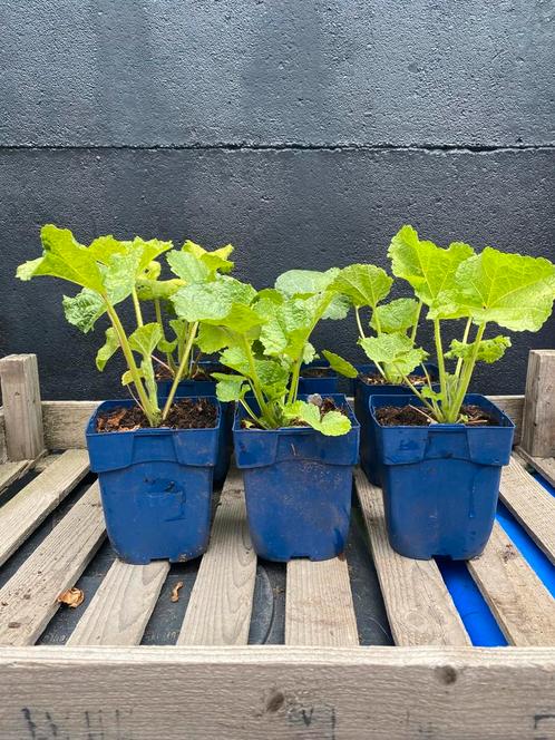 Stokroos roze, Tuin en Terras, Planten | Tuinplanten, Tweejarig, Overige soorten, Volle zon, Zomer, Ophalen