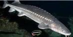 A. Transmontanus steur ca 30 / 35 cm - Koidream Valburg