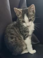 Cypers Kitten katertje mag gelijk mee, Kater