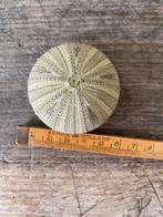 Groene zee egel, Verzamelen, Mineralen en Fossielen, Ophalen of Verzenden