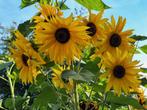 Zonnebloempitten - Zaad voor prachtige zonnebloemen!, Ophalen of Verzenden, Voorjaar, Volle zon, Zaad