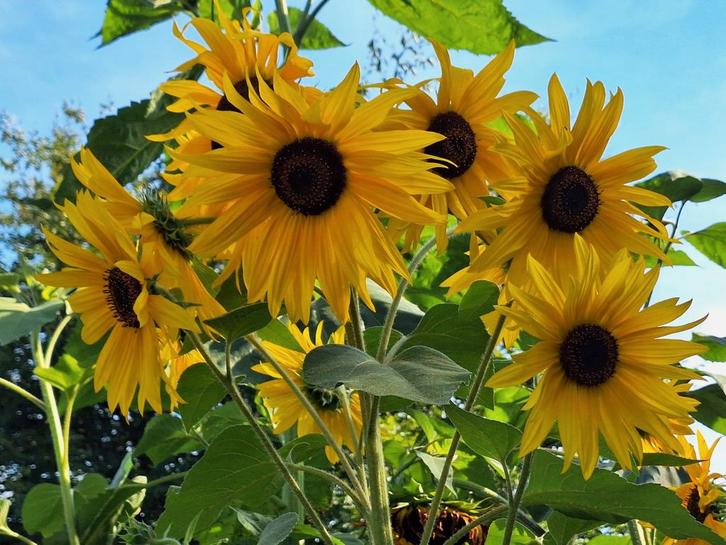Zonnebloempitten - Zaad voor prachtige zonnebloemen!, Tuin en Terras, Bloembollen en Zaden, Zaad, Voorjaar, Volle zon, Ophalen of Verzenden