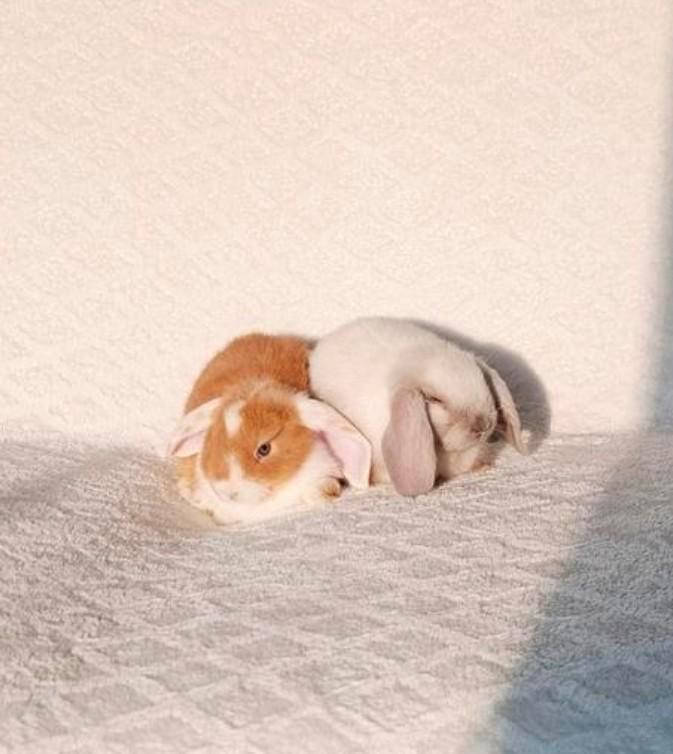 ️❤️🎁PRACHTIG MOOI LIEF HANDTAM RASZUIVER MINILOP KOPPELTJE, Dieren en Toebehoren, Konijnen, Dwerg, Meerdere dieren, 0 tot 2 jaar