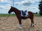 5 jarige bomproof allround D sportpony M1, Dieren en Toebehoren, Gechipt, Ruin, Dressuurpony, M