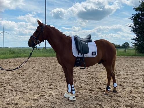 5 jarige bomproof allround D sportpony M1, Dieren en Toebehoren, Pony's, Ruin, M, D pony (1.37m tot 1.48m), Dressuurpony, 3 tot 6 jaar