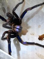 Poecilotheria , Avicularia , vogelspin, phormictopus, Spin of Schorpioen