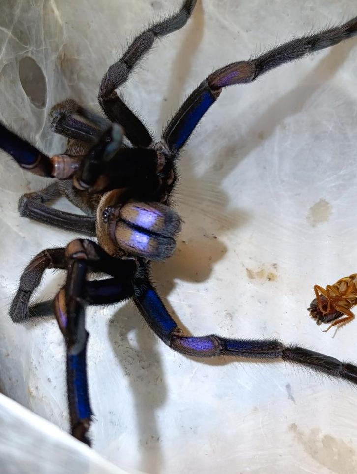 Poecilotheria , Avicularia , vogelspin, phormictopus, Dieren en Toebehoren, Insecten en Spinnen, Spin of Schorpioen