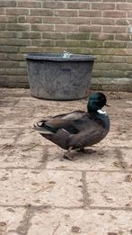 Zwart bonte kwaker woerdjes, Dieren en Toebehoren, Pluimvee, Meerdere dieren, Eend