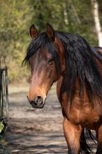 Lieve Deseado, Dieren en Toebehoren, Gechipt, Ruin, Niet van toepassing, 160 tot 165 cm