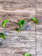 Aquariumplantjes, Ophalen, Nieuw, Plant(en), Steen of Hout