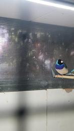 Koppel blauwe gouldamadine., Dieren en Toebehoren, Vogels | Overige Vogels, Meerdere dieren, Geringd