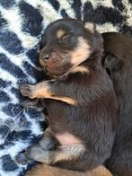 Pomeriaan/dwergkees pups, Dieren en Toebehoren, Honden | Chihuahua's en Gezelschapshonden, 8 tot 15 weken, Meerdere, Nederland