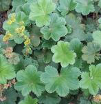 grote pollen Dwergvrouwenmantel, per pol:, Ophalen, Bodembedekkers, Volle zon, Vaste plant
