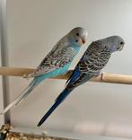 Jonge grasparkieten om tam te maken, Dieren en Toebehoren, Vogels | Parkieten en Papegaaien, Meerdere dieren, Parkiet, Tam