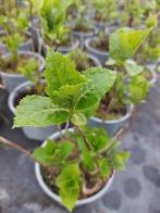 Hydrangea / hortensia, Halfschaduw, Zomer, Vaste plant, Overige soorten
