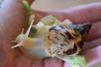 Reuzeslak Achatina reticulata Albino. 2 maandjes jong., Overige soorten, Tam, 0 tot 2 jaar