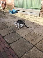 Jonge kitten, Dieren en Toebehoren, Katten en Kittens | Overige Katten, Kater
