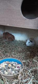 3 jonge cavia beertjes 1 bont  2 californion bruin zwart, Dieren en Toebehoren, Cavia, Mannelijk, Tam, Oktober