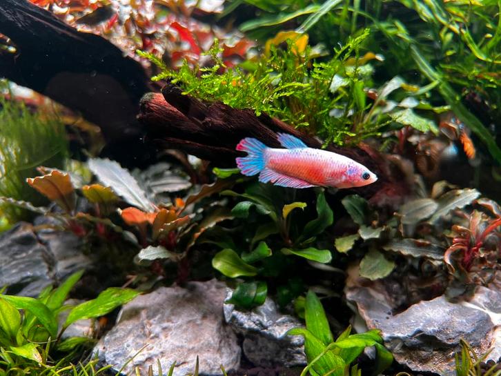 Betta vrouwtje te koop / ruil, Dieren en Toebehoren, Vissen | Aquariumvissen, Vis