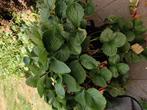 Groeizak met aardbeienplanten, Tuin en Terras, Planten | Tuinplanten, Ophalen, Volle zon, Vaste plant, Zomer