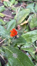 Oranje havikskruid, bodembedekker, vlinderlokker, Ophalen, Volle zon