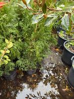 Coniferen thuja hoog 90/100 mooi fris voor KERSTSTUKKEN, Tuin en Terras, Ophalen, Bloeit niet, Vaste plant, Halfschaduw