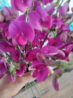 Zaden Siererwt roze - Lathyrus Latifolius, meerjarig, Verzenden, Voorjaar, Volle zon, Zaad