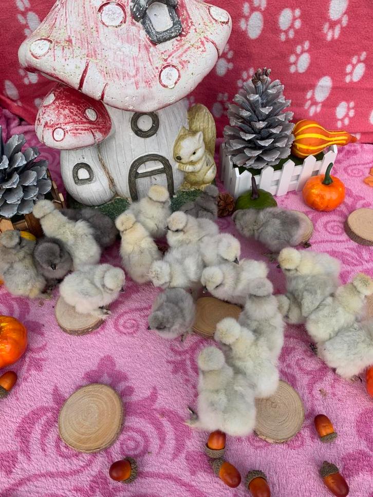 Usa zijdehoen🐥 cloaca gesekste hen kuikens 12 nov. geent🍀, Dieren en Toebehoren, Pluimvee, Kip, Vrouwelijk