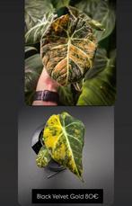 Alocasia Black Velvet Gold Variegata, Huis en Inrichting, Kamerplanten, Ophalen of Verzenden, Halfschaduw, Minder dan 100 cm