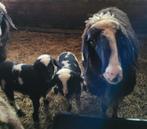 Bont Bergschaap met 2 zwartbonte lammeren, Dieren en Toebehoren, Schapen, Geiten en Varkens, Meerdere dieren, Schaap