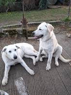 Nog 4 witte herder x zwarte labrador pubers te koop, Dieren en Toebehoren, Honden | Niet-rashonden, 15 weken tot 1 jaar, CDV (hondenziekte)