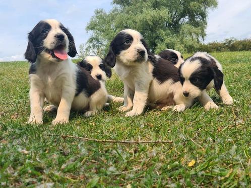 Prachtige Engelse Cocker Spaniël X Kooiker pups., Dieren en Toebehoren, Honden | Retrievers, Spaniëls en Waterhonden, Meerdere dieren