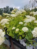 Hortensia verschillende soorten, Vaste plant, Halfschaduw, Zomer, Ophalen