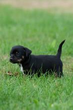 Black en tan Jack russel pup te koop, Jack Russell Terriër, 8 tot 15 weken, CDV (hondenziekte), Meerdere