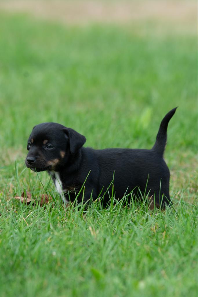 Black en tan Jack russel pup te koop, Dieren en Toebehoren, Honden | Jack Russells en Terriërs, Meerdere dieren, Jack Russell Terriër