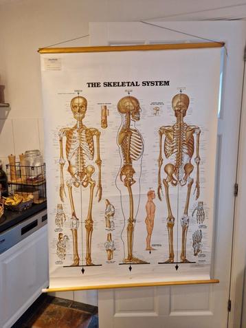 Grote Wandplaat Skelet - Anatomie Poster 150x106cm beschikbaar voor biedingen