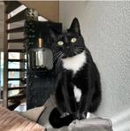 Kater zoekt nieuw huisje, Dieren en Toebehoren, Kater, Gechipt, 3 tot 5 jaar